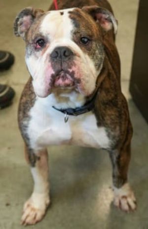 Leo, Adult Male American Bulldog