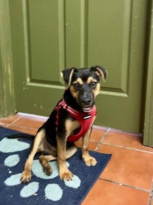 Rascal