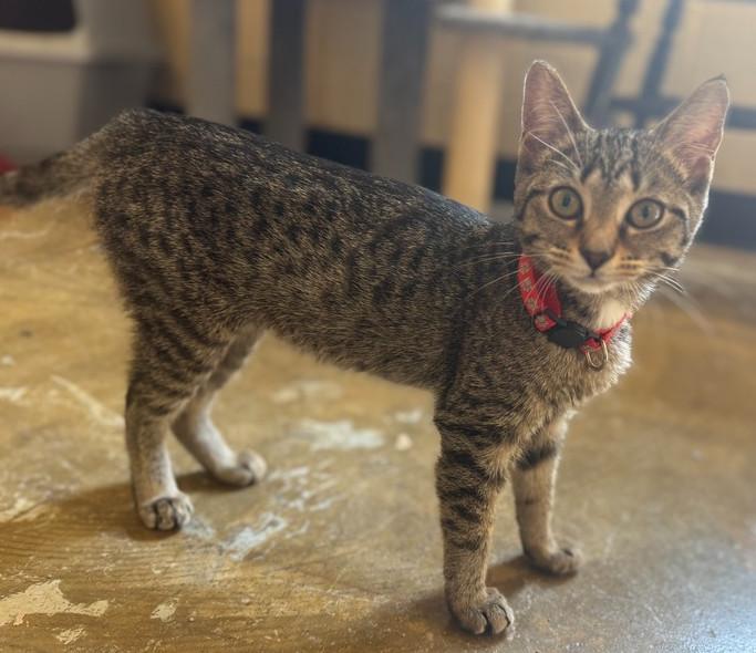 Kiyah 23C-0144, an adoptable Domestic Short Hair in Corinth, MS, 38834 | Photo Image 1