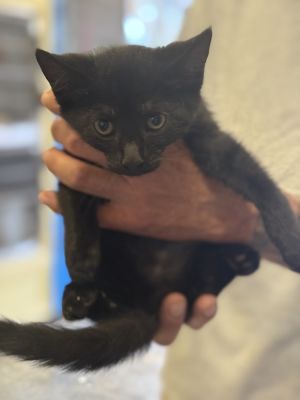 Klay 23C-0146, Baby Male Domestic Medium Hair