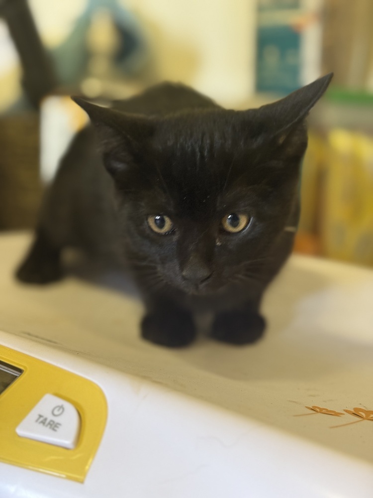 Kate 23C-0147, an adoptable Domestic Short Hair in Corinth, MS, 38834 | Photo Image 1