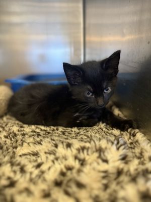 Dexter 23C-0139, Baby Male Domestic Short Hair