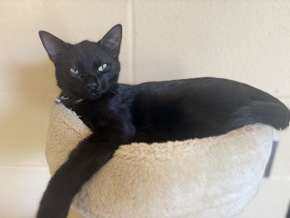 Dexter 23C-0139, an adoptable Domestic Short Hair in Corinth, MS, 38834 | Photo Image 1