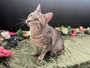 RescueCats IncDate of birth 4924 Photos taken on 52825 Sweet kitty She is spayed treated 
