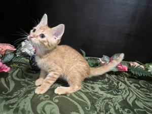 RescueCats IncDate of birth 31925 Photos taken on 52825 Sweet kitten He is neutered treat