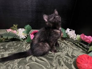 RescueCats IncDate of birth 31925 Photos taken on 52825 Sweet kitten She is spayed treate