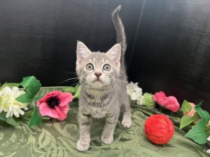 RescueCats IncDate of birth 31725 Photos taken on 52825 Sweet kitten She is spayed treate