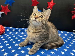 RescueCats IncDate of birth 31925 Photos taken on 62625 Sweet kitten She is spayed treate