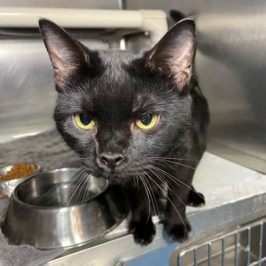Flynn, Adult Male Domestic Short Hair