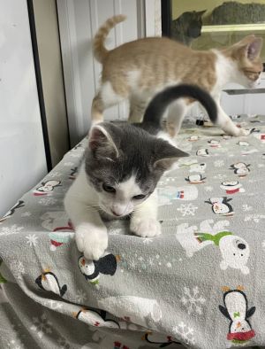 Stanley, Baby Male Domestic Short Hair