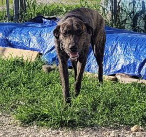 Belle, Adult Female Catahoula Leopard Dog