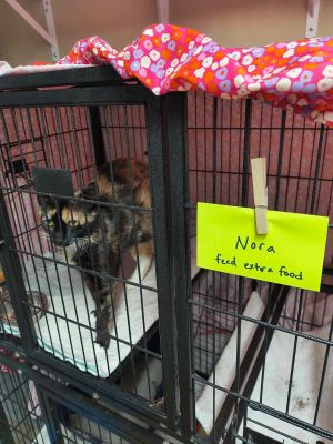 Nora +5, Adult Female Tortoiseshell