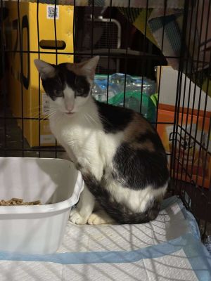 Patches, Adult Female Calico