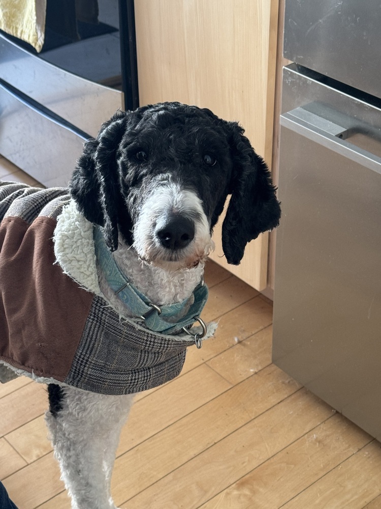 Annie, an adoptable Poodle, Mixed Breed in Trenton, ME, 04605 | Photo Image 1