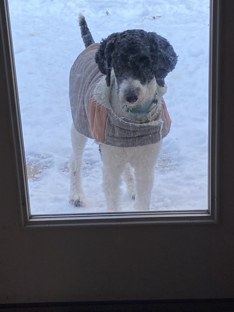 Annie, an adoptable Poodle, Mixed Breed in Trenton, ME, 04605 | Photo Image 2