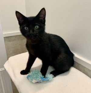 Meet Asher He sports a soft black fur coatour mini panther Asher greets his humans with a friendly