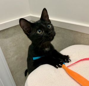 Allie is a beautiful black kitten with a white patch on her chest She loves to catch sunbeams near 