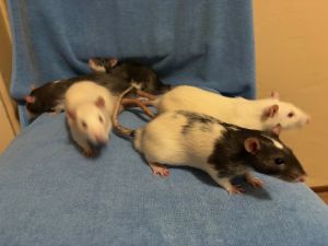 Blessie Baby Boy 1, Adult Male Rat