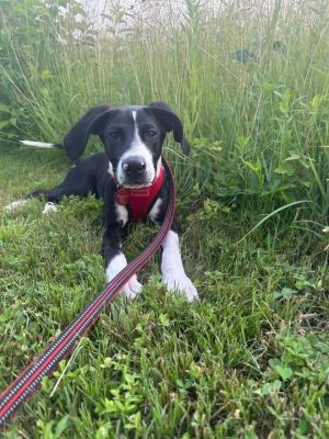 Ginny, Baby Female Mixed Breed