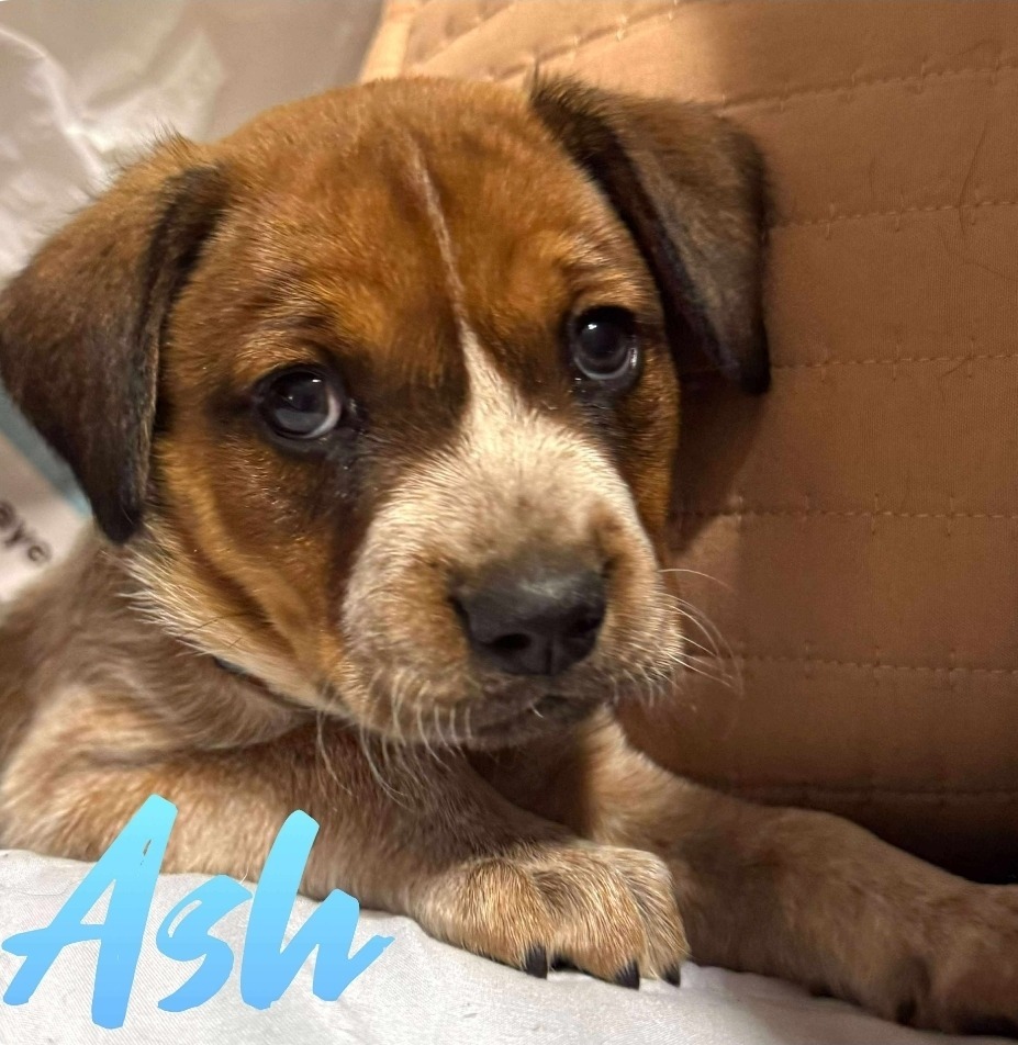 Ash