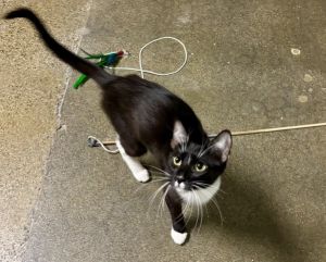 Titanic, Young Female Domestic Short Hair