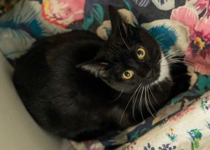 Clyde, Adult Male Domestic Short Hair