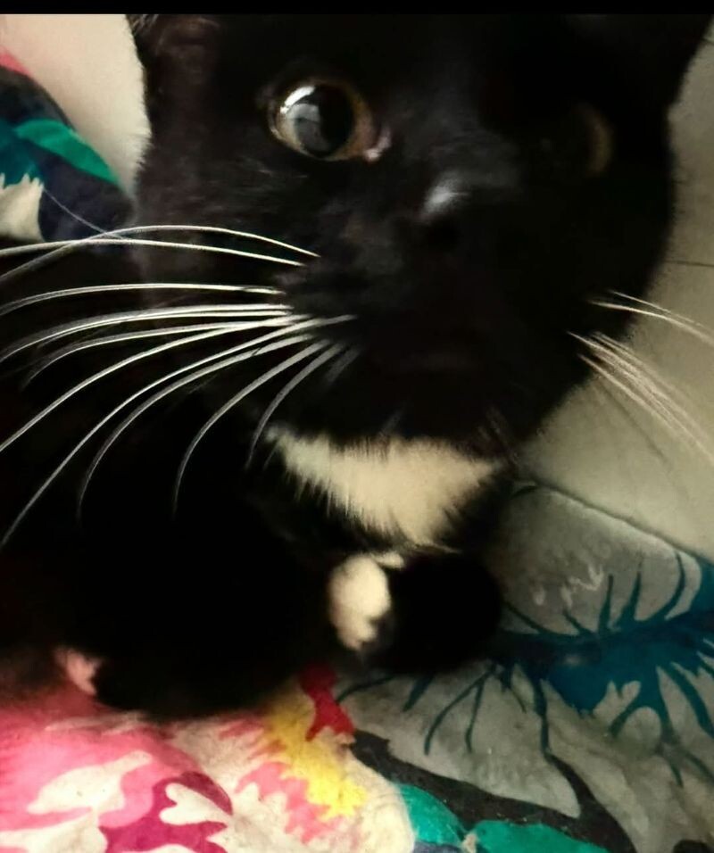 Clyde