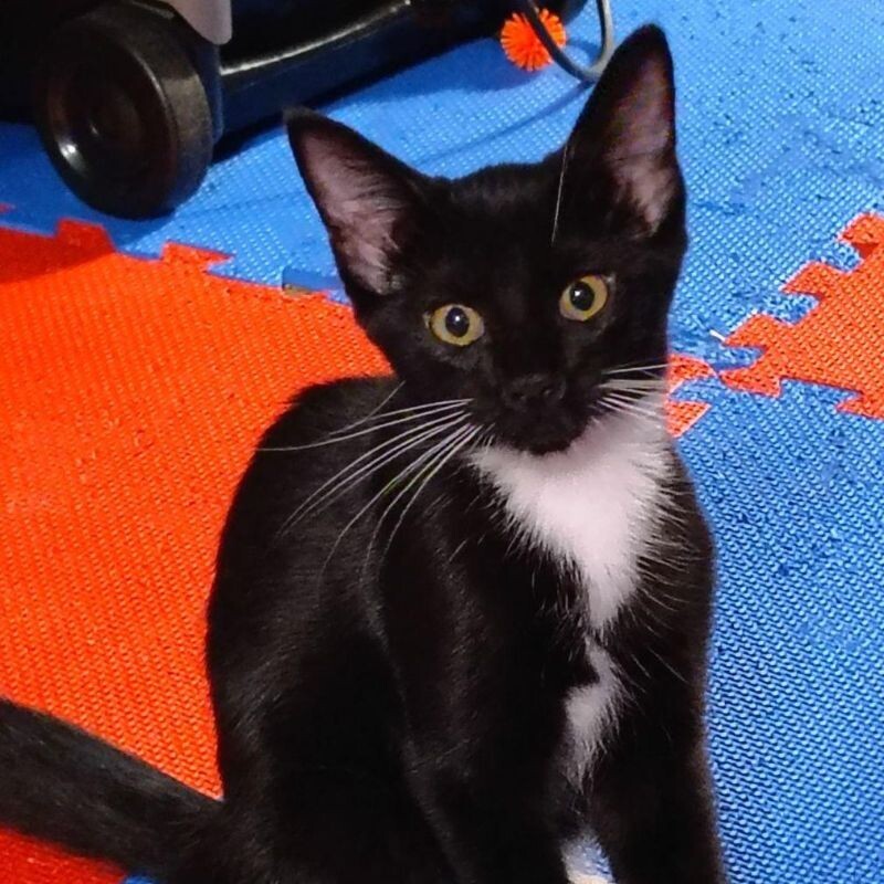 Clyde