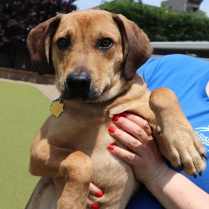 Cain, Baby Male Mixed Breed