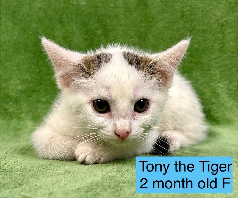 Tony the Tiger