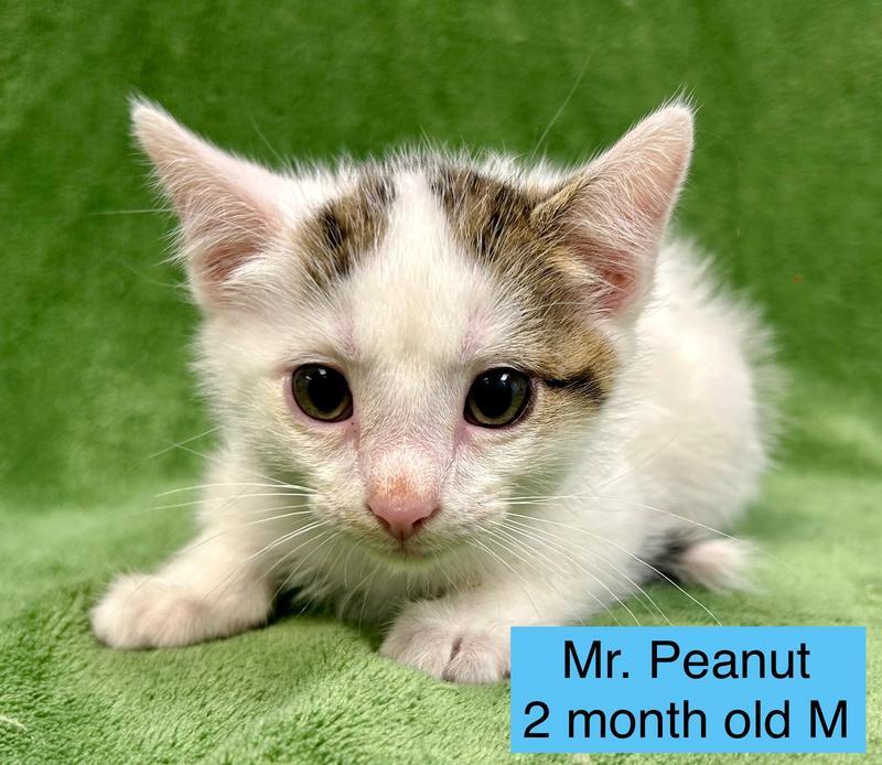 Mr. Peanut