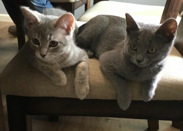 Frosty Paws-&#;bonded With Grape&#; thumbnail 2