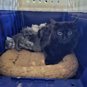 whites  All catskittens will be spayedneutered unless spayneuter contract is signed with additi