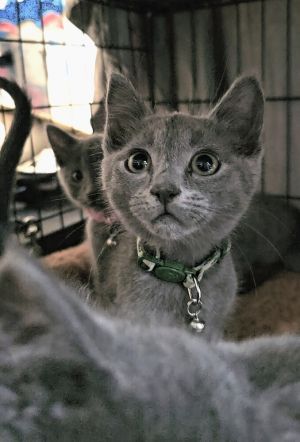 All catskittens will be spayedneutered unless spayneuter contract is signed with additional depos