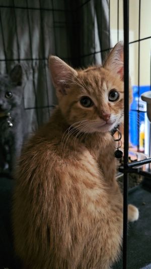 All catskittens will be spayedneutered unless spayneuter contract is signed with additional depos