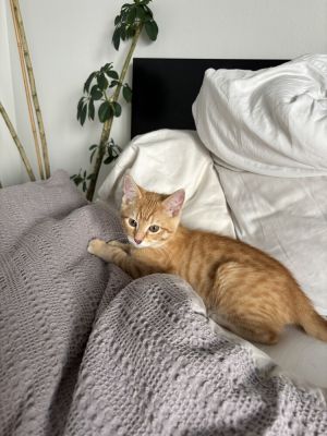 Dennis Domestic Short Hair Cat