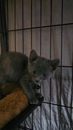 All catskittens will be spayedneutered unless spayneuter contract is signed with additional depos