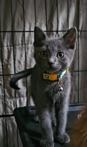 All catskittens will be spayedneutered unless spayneuter contract is signed with additional depos