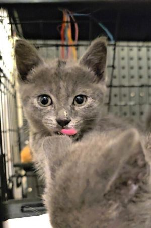 All catskittens will be spayedneutered unless spayneuter contract is signed with additional depos
