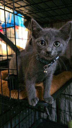 All catskittens will be spayedneutered unless spayneuter contract is signed with additional depos