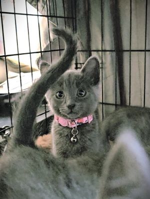 All catskittens will be spayedneutered unless spayneuter contract is signed with additional depos