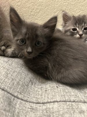blues All catskittens will be spayedneutered unless spayneuter contract is signed with additiona