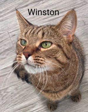 Winston (fka Casanova), Adult Male Domestic Short Hair