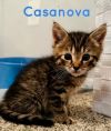 Winston (fka Casanova) photo 2