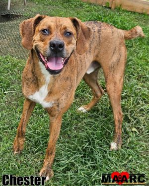 Chester young charming  playful Im Chester and Im a good boy I love playing with other dogs an