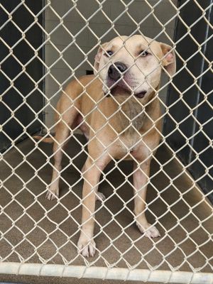Mr. Worldwide Pit Bull Terrier Dog