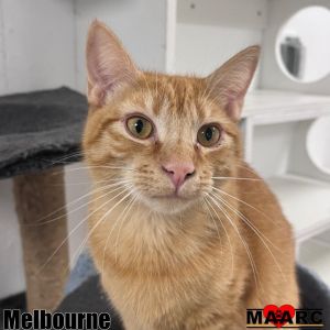 Melbourne the orange tabby is just over a year old and full of energy and charm Named after the vib