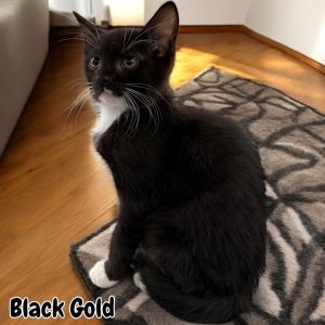Black Gold, Baby Male Domestic Short Hair