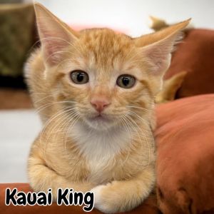 Kauai King, Baby Male Domestic Short Hair