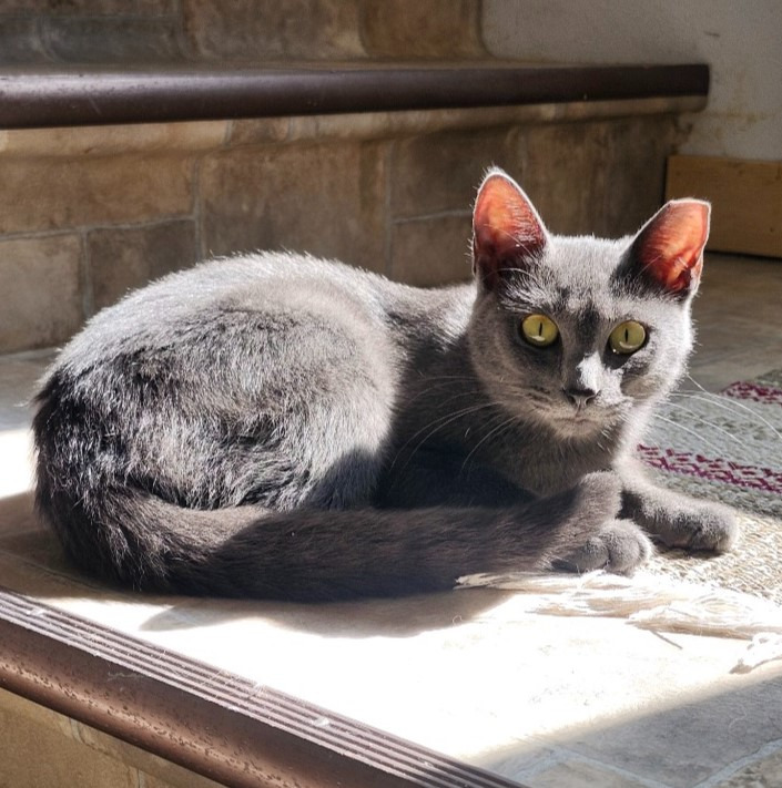 Bluebell, an adoptable Domestic Short Hair in Rice Lake, WI, 54868 | Photo Image 1